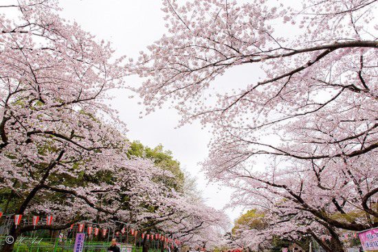 festival bunga sakura