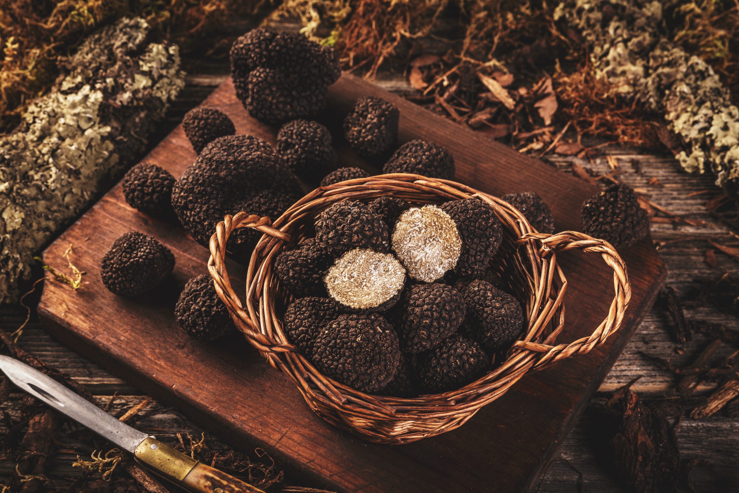 Mengenal Jamur Truffle, Jamur Termahal di Dunia