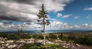 Pohon Old Tjikko, Swedia