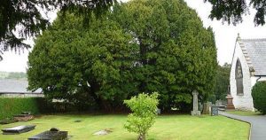 Pohon Llangernyw Yew, North Wales