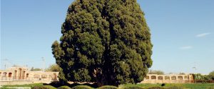 Pohon Sarv-e Abarkuh, Yazd, Iran
