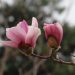 Manfaat Ekstrak Bunga Magnolia bagi Kesehatan dan Kecantikan Kulit