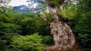 Pohon Jomon Sugi, Yakushima, Jepang