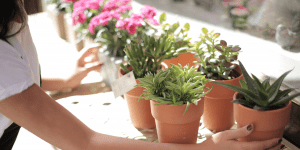 Ide dan Panduan Berkebun di Apartemen untuk Pemula