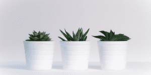 Ide dan Panduan Berkebun di Apartemen untuk Pemula