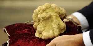 Italian White Alba Truffle