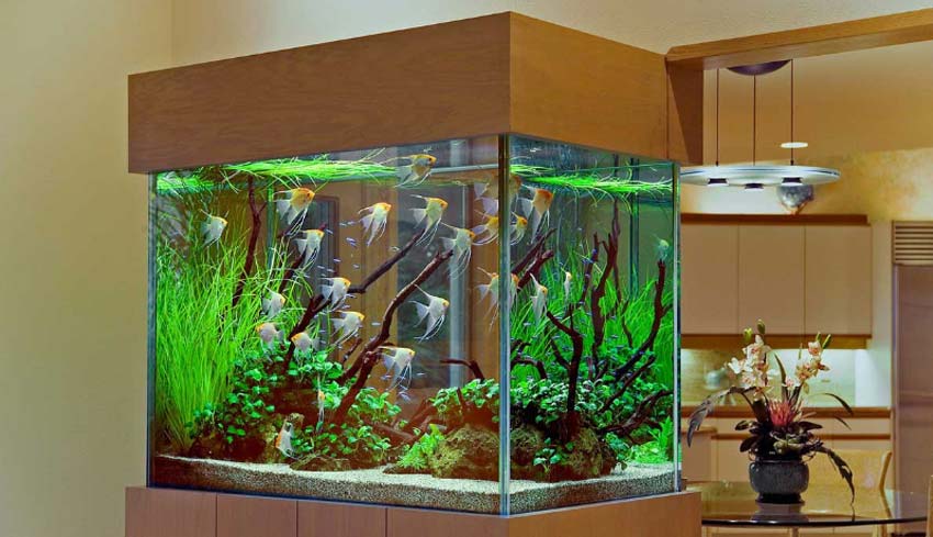 5 Tips Feng Shui Aquarium Dalam Apartemen Untuk Menarik Energi Positif