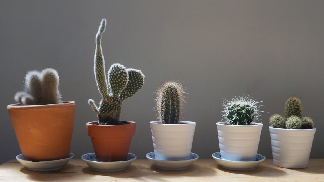6 Cara Merawat Kaktus Hias Indoor