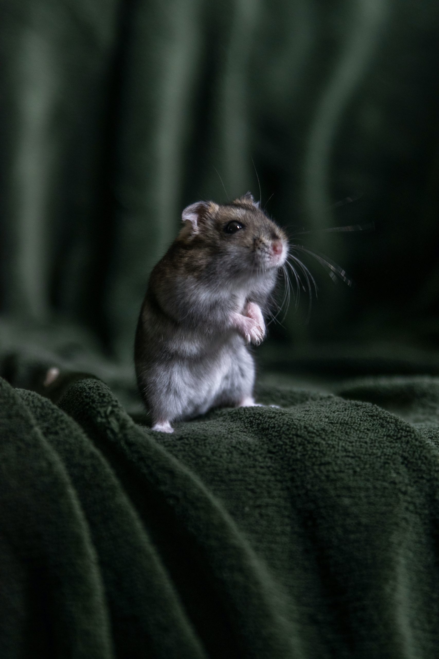 4 Fakta tentang Tikus di Dalam Rumah