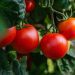 Cara Menanam Tomat yang Mudah untuk Pemula