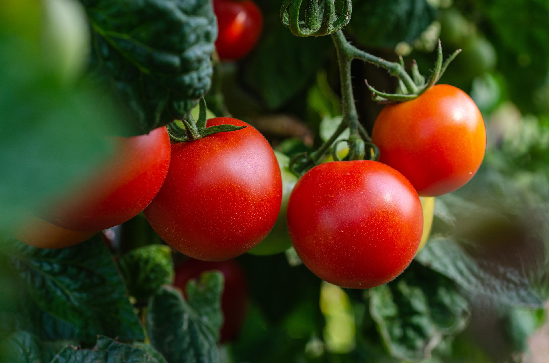 9 Cara Menanam Tomat yang Mudah untuk Pemula