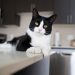 Tips agar Kucing Tidak Naik ke Meja Makan