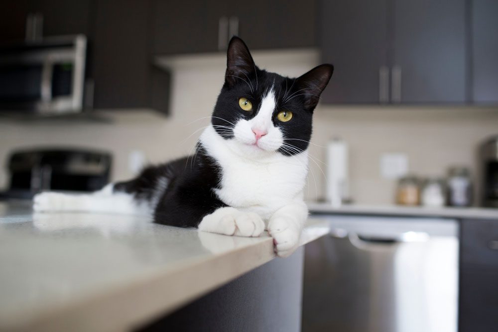 6 Tips agar Kucing Tidak Naik ke Meja Makan