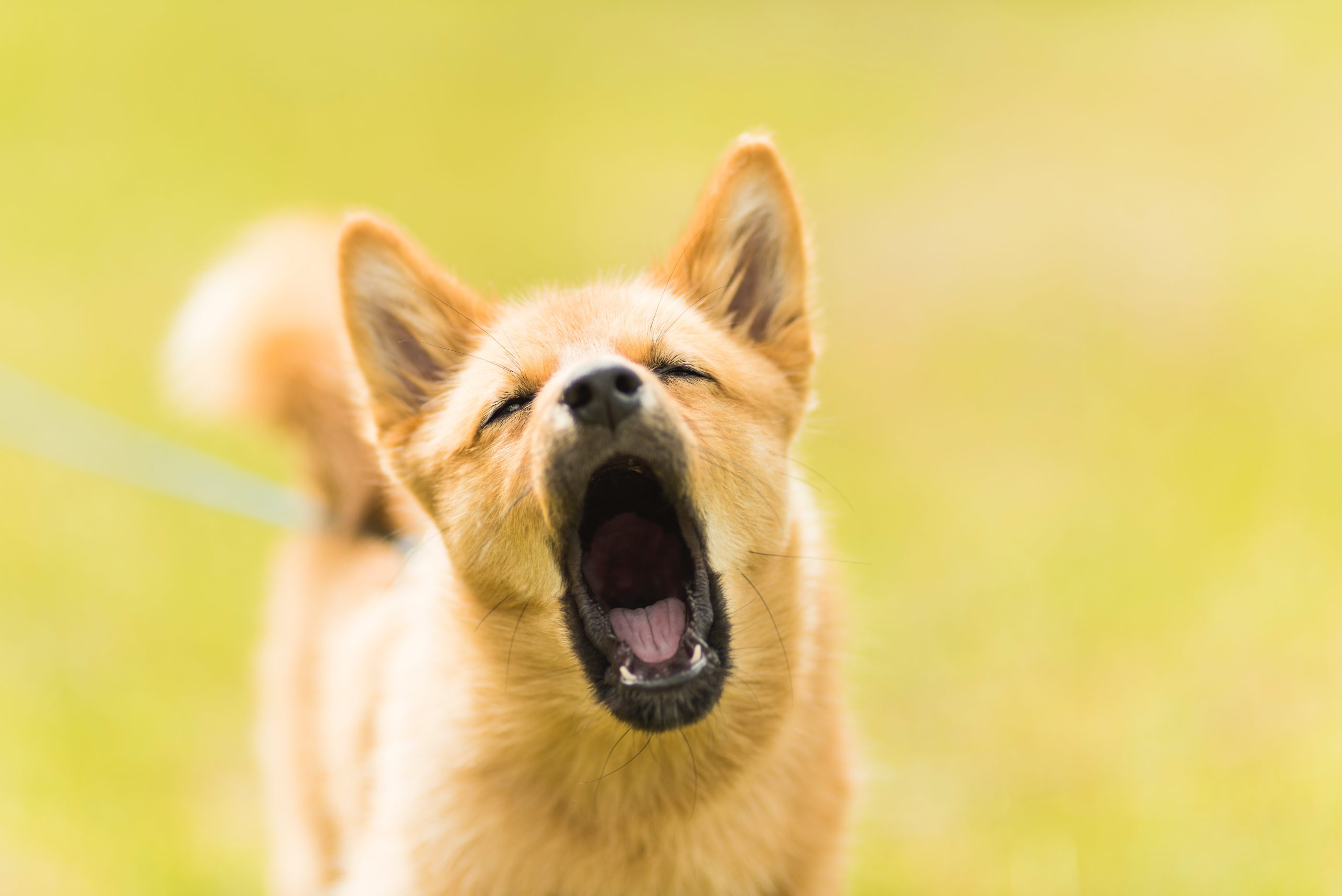 Mengapa Anjing Rabies itu Hydrophobia? Ini Penjelasan Dari Ahli!