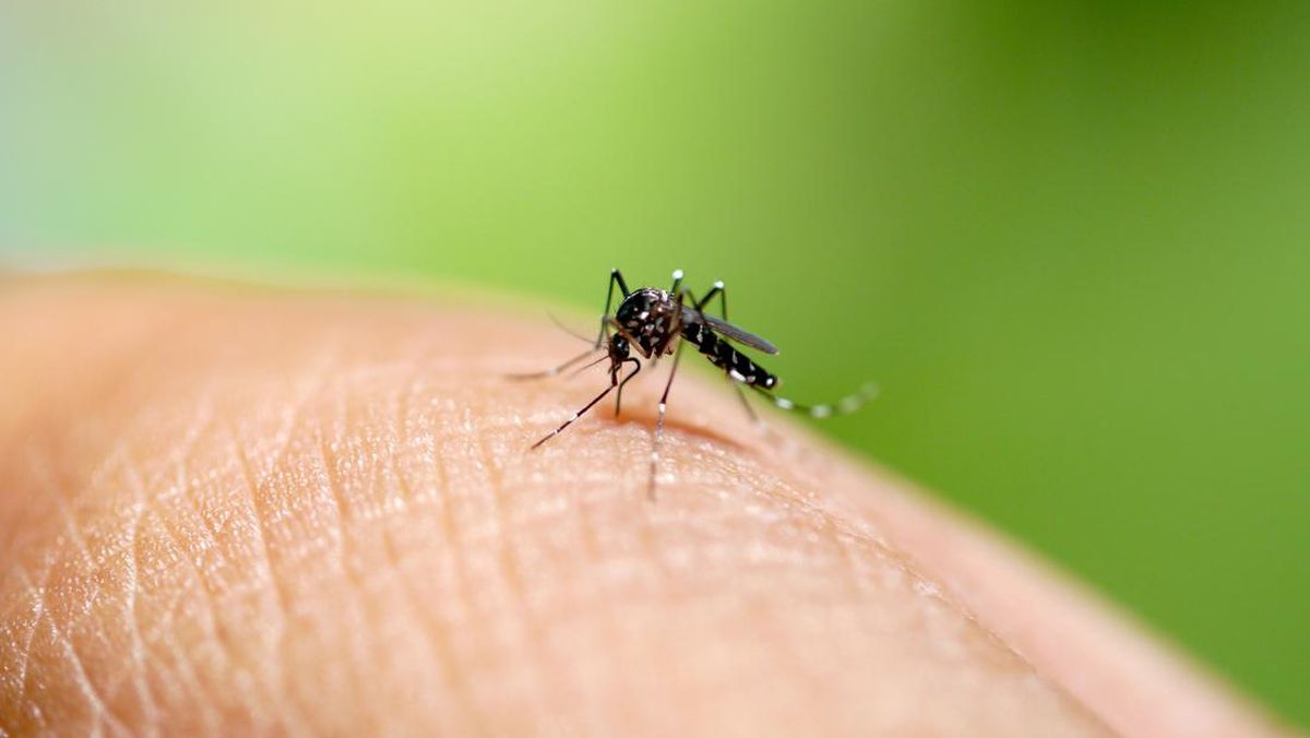 WASPADA! 10 Serangga Paling Beracun di Dunia yang Bisa Bikin Skandis Kena Masalah Serius (Nomor 1 Benar-benar Mengerikan!)