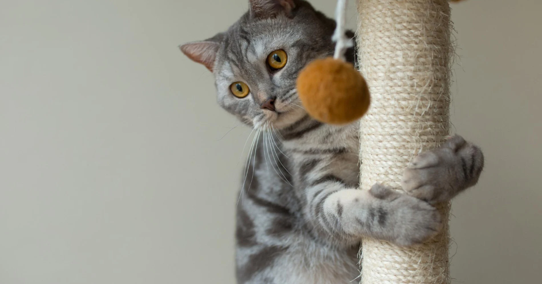 Tahukah Skandis, September Adalah ‘Bulan Kucing Bahagia’ Nasional