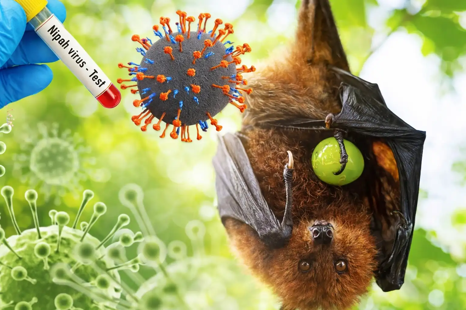 Haruskah Indonesia Waspada Virus Nipah? Tenang, Waspada Perlu tapi Tidak Perlu Panik
