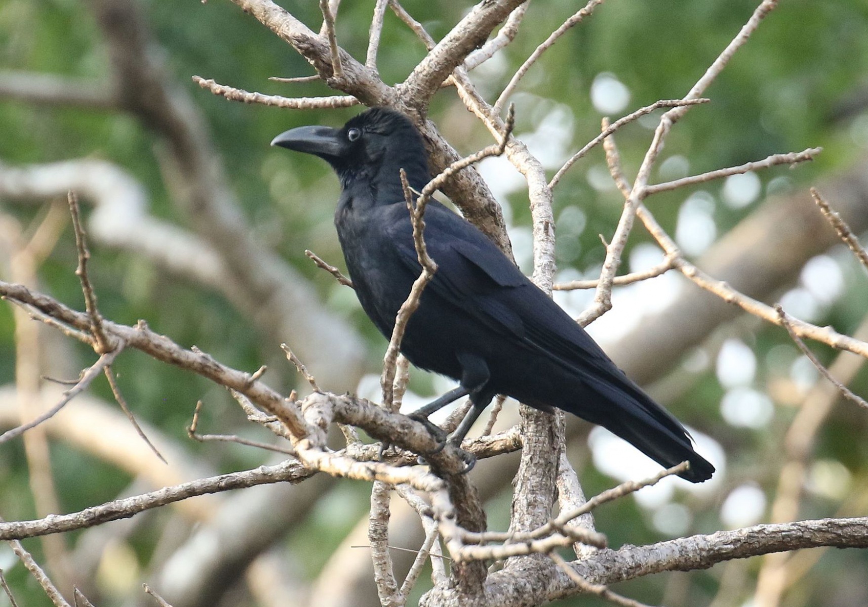 Dianggap Pendendam? Fakta Ilmiah Mengejutkan tentang Kecerdasan Burung Gagak yang Jarang Diketahui