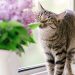 Aroma yang Paling Dibenci Kucing