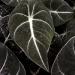 Tanaman Hias Berdaun Hitam