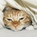 Jangan Abaikan Sinyal Terakhirnya: 7 Ciri Kucing Mendekati Ajal (Panduan Mendampingi dengan Tenang)