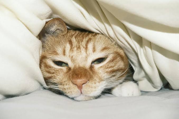 Jangan Abaikan Sinyal Terakhirnya: 7 Ciri Kucing Mendekati Ajal (dan Cara Elegan Mendampingi Perpisahan)